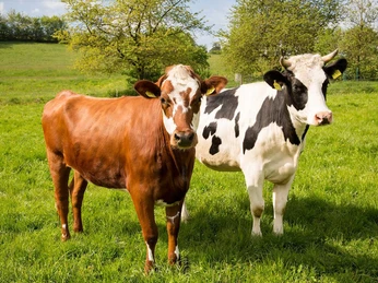 Ferienhaus Bio-Bauernhof Schöneweiß