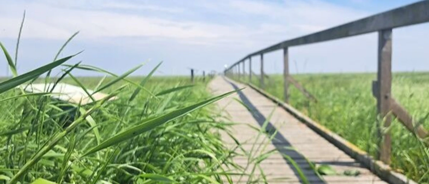 JL_Caciliengroden_Salzwiesenpfad (4).jpg