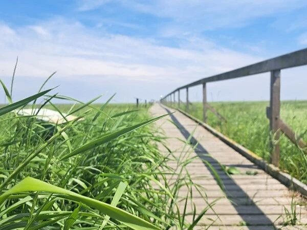 JL_Caciliengroden_Salzwiesenpfad (4).jpg