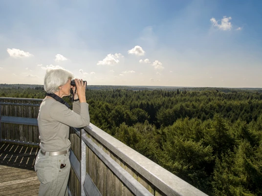 Erholungsgebiet Surwolds Wald – Blick vom Aussichtsturm auf den Hümmling ©Naturpark Hümmling (1).jpg