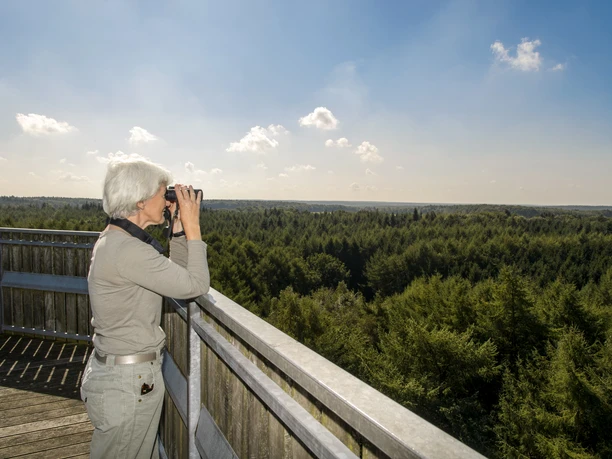 Erholungsgebiet Surwolds Wald – Blick vom Aussichtsturm auf den Hümmling ©Naturpark Hümmling (1).jpg Eine Person blickt vom Aussichtsturm über den dichten Wald im Naturpark Hümmling.