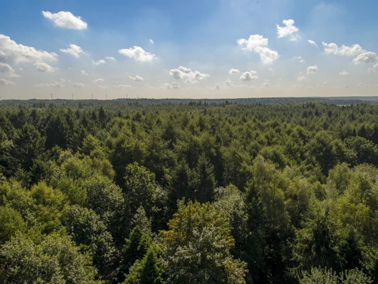 Erholungsgebiet Surwolds Wald – Blick vom Aussichtsturm auf den Hümmling ©Naturpark Hümmling (2).jpg