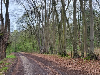 Alte Dorfstelle Wahn, ehemalige Hofstellen ©Naturpark Hümmling (3).jpg