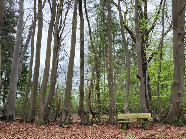 Alte Dorfstelle Wahn, ehemalige Hofstellen ©Naturpark Hümmling (7).jpg Hohe Buchenstämme in einem stillen Wald, am Boden Laub, davor eine schlichte Holzbank.
