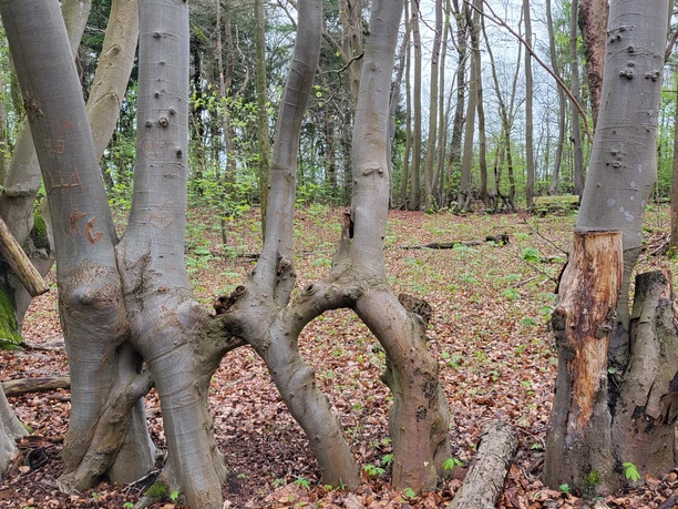 Alte Dorfstelle Wahn, ehemalige Hofstellen ©Naturpark Hümmling (5).jpg Mehrstämmige alte Buchen mit verwachsenen Stämmen in einem lichten Laubwald im Naturpark Hümmling.