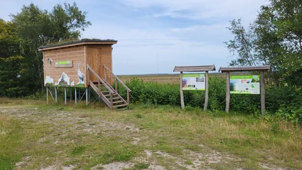 Vogelbeobachtung Bockhorst_Esterweger Dose ©Naturpark Hümmling (3).jpg Holzplattform zur Vogelbeobachtung mit Infotafeln vor offener Moorlandschaft im Naturpark Hümmling