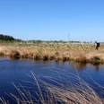 Naturschutzgebiet Theikenmeer bei Werlte - Wandern im Emsland ©Emsland Tourismus GmbH (11).jpg