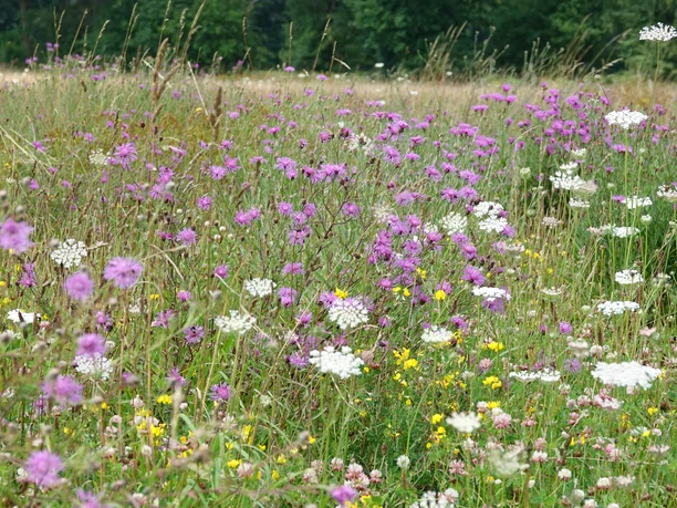 Wildblumenwiese am Kranichpfad im Naturschutzgebiet Theikenmeer, Werlte ©Naturpark Hümmling (7).jpg Blühende Wildblumenwiese mit lila, weißen und gelben Blüten am Kranichpfad im Theikenmeer.