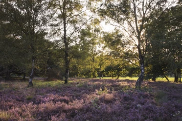 Blooming heather and trees in golden afternoon light