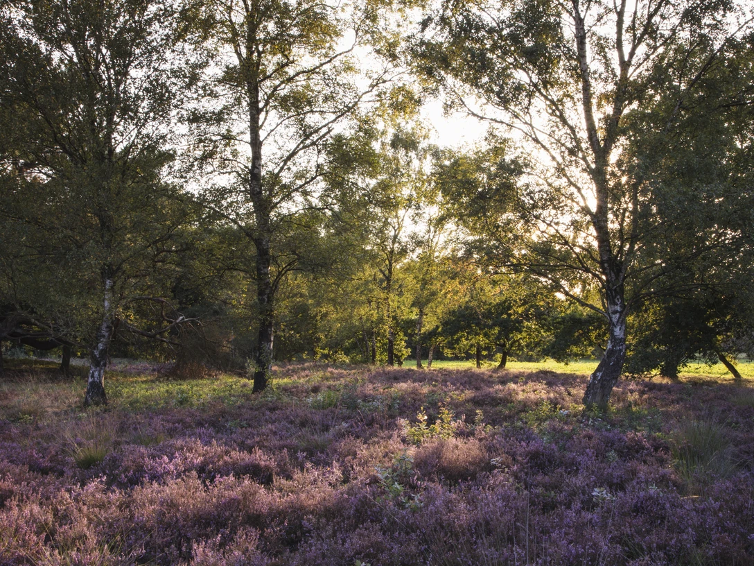 Blooming heather and trees in golden afternoon light Blooming heather and trees in golden afternoon light