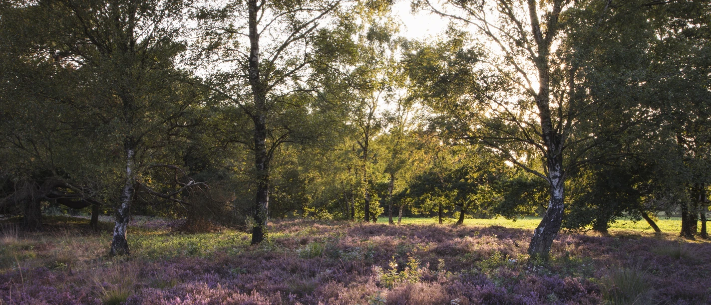 Blooming heather and trees in golden afternoon light Blooming heather and trees in golden afternoon light