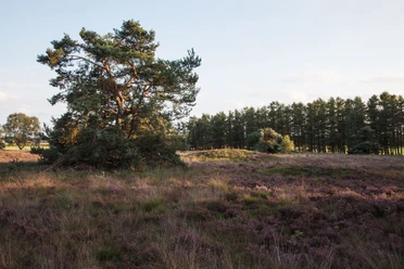 Männige Berge bei Spahnharrenstätte, Naturschutzgebiet & Grabhügelfeld 02 ©Naturpark Hümmling (4).jpg Heidelandschaft mit einzelnen Kiefern und blühender Besenheide im Naturschutzgebiet Hümmling.