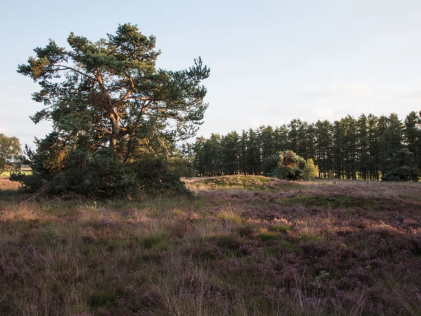 Männige Berge bei Spahnharrenstätte, Naturschutzgebiet & Grabhügelfeld 02 ©Naturpark Hümmling (4).jpg Heidelandschaft mit einzelnen Kiefern und blühender Besenheide im Naturschutzgebiet Hümmling.