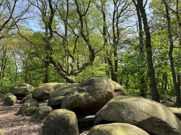 Großsteingrab auf Bruneforths Esch, Stavern ©Emsland Tourismus GmbH (11).jpg Große, moosbedeckte Findlinge eines steinzeitlichen Grabes zwischen Bäumen im Naturpark Hümmling.