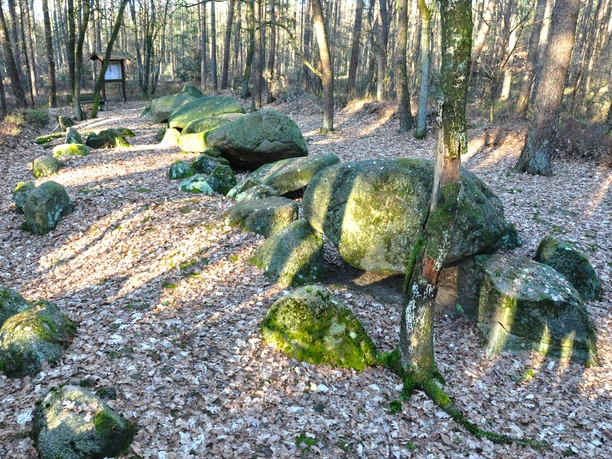 Großsteingrab in den Klöbertannen, Werpeloh (Station 18b) ©Emsland Tourismus GmbH (4).jpg Große, moosbedeckte Findlinge eines prähistorischen Großsteingrabs im lichten Wald bei Werpeloh