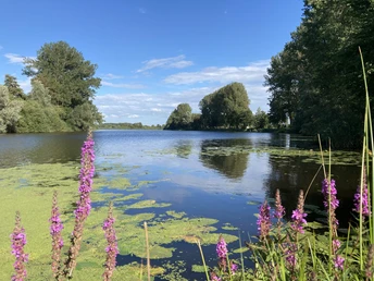 Eider mit Uferpflanzen