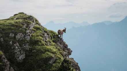 niederhorn-berg-steinbock-sommer-aussicht.jpg
