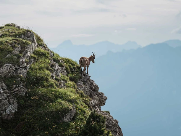 niederhorn-berg-steinbock-sommer-aussicht.jpg
