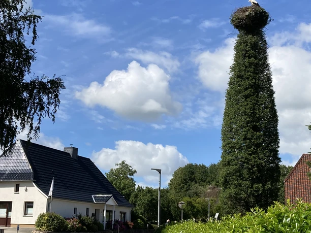 Storch in Bergenhusen