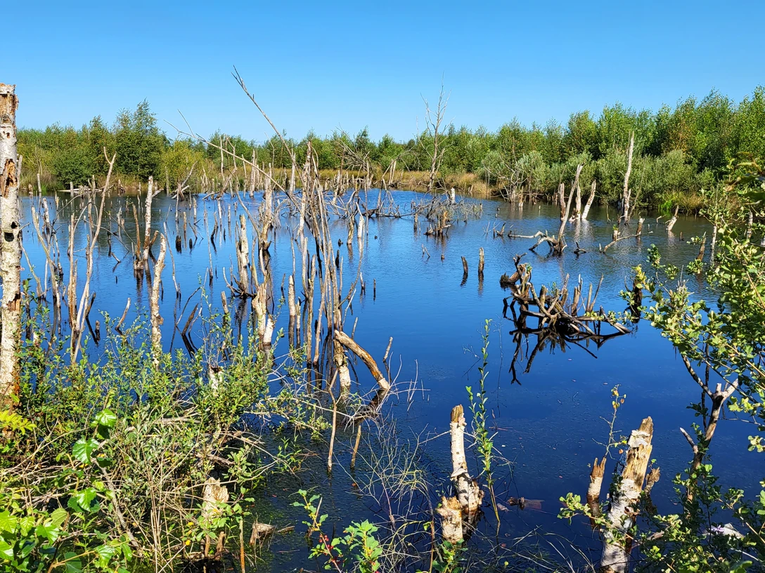Moorlandschaft, Bargerveen ©Naturpark Bourtanger Moor (1).jpg