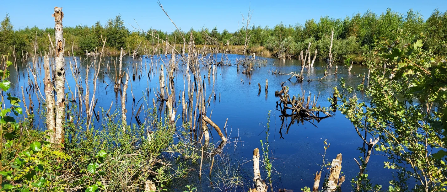 Moorlandschaft, Bargerveen ©Naturpark Bourtanger Moor (1).jpg Wasserfläche im Moor mit abgestorbenen Baumstämmen, umgeben von grünem Buschwerk unter blauem Himmel.