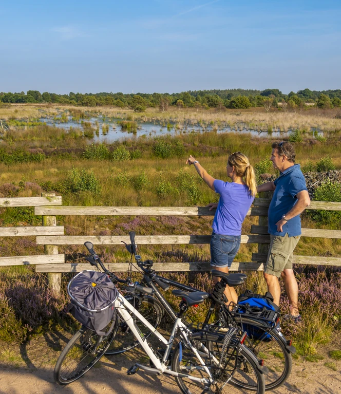 Heideblüte im Dalum-Wietmarscher Moor bei Geeste - Radfahren im Emsland ©Naturpark Moor-Veenland (7).jpg