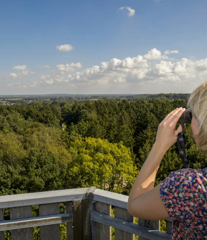 Erholungsgebiet Surwolds Wald – Blick vom Aussichtsturm auf den Hümmling ©Naturpark Hümmling.jpg