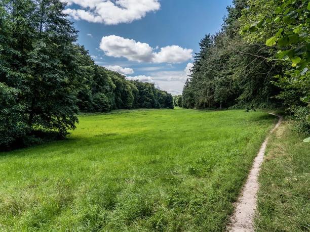 Campingplatz Groß Zecher_Spaziergang Ein schmaler Pfad führt durch eine grüne Wiese, umgeben von dichten, hohen Bäumen.