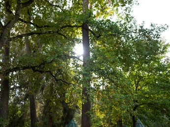 Schaalsee-Camp Zwei grüne Zelte stehen in einem Wald. Sonnenlicht scheint durch die Bäume auf den Waldboden.