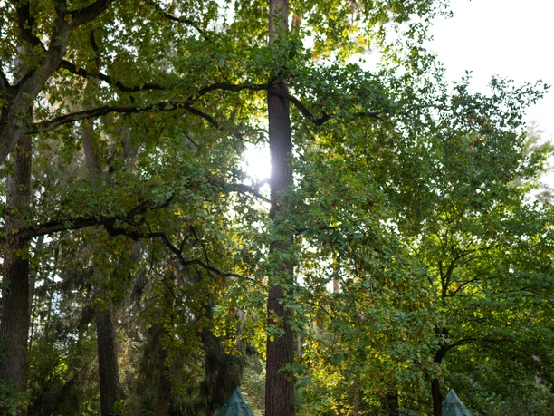 Schaalsee-Camp Zwei grüne Zelte stehen in einem Wald. Sonnenlicht scheint durch die Bäume auf den Waldboden.