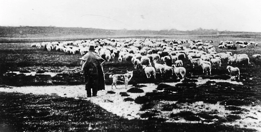 Heidschnucken im Moor 1945 und früher. Das Moor gab den Tieren Nahrung.