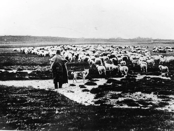 Heidschnucken im Moor 1945 und früher. Das Moor gab den Tieren Nahrung. Schäfer mit Hund hütet große Heidschnuckenherde auf feuchtem Moorboden in weiter Landschaft.