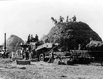 Zu einem späteren Zeitpunkt wurde das Getreide aus den Schobern gedroschen. Soweit es nicht wie Hafer für die eigene Pferde der Moorverwaltung gebraucht wurde, erfolgte der Verkauf des Getreides.