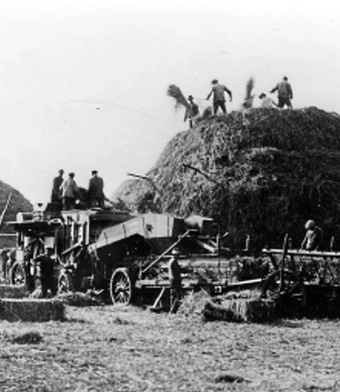 Zu einem späteren Zeitpunkt wurde das Getreide aus den Schobern gedroschen. Soweit es nicht wie Hafer für die eigene Pferde der Moorverwaltung gebraucht wurde, erfolgte der Verkauf des Getreides. Landarbeiter dreschen Getreide mit Maschinen, während mehrere Männer auf großen Strohhaufen arbeiten.