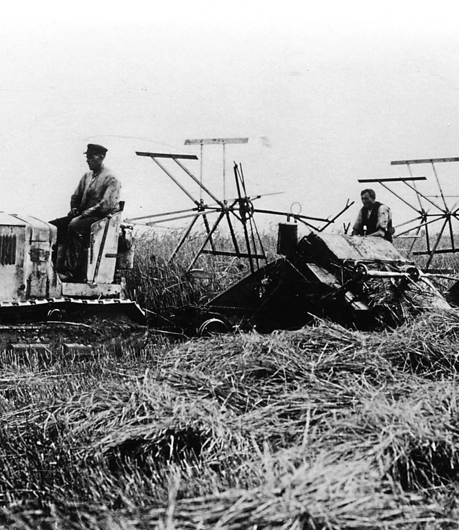 Doch die Felder wurden nicht nur mit Gras eingesät, sondern auch mit Hafer und wie hier Roggen. Gemäht wurde mit dem Bindemäher.