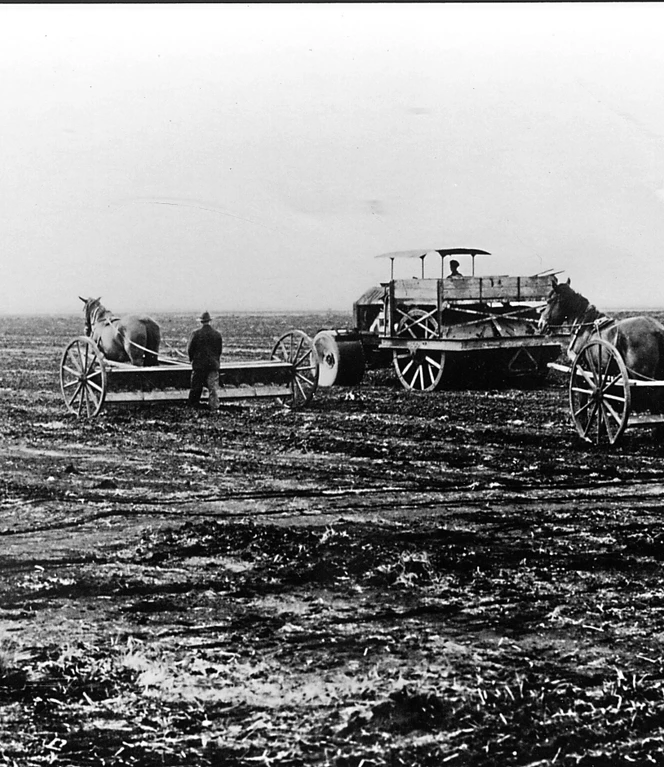 Es folgte die erste Einsaat wie hier Gras. Während Grassamen mit Pferde gezogener Drillmaschine gesät wurden, erfolgte das Anwalzen motorisiert mit schwereren Walzen.