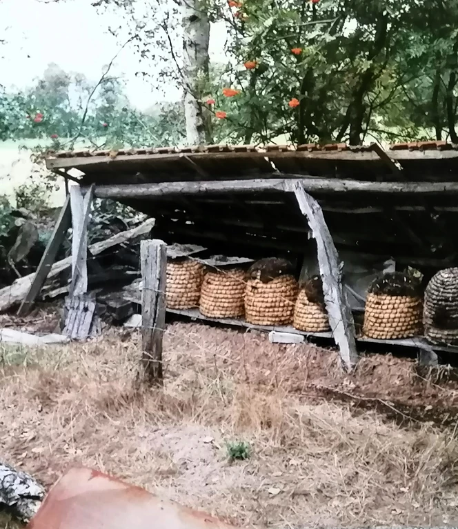 Bienenstand