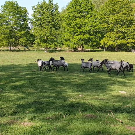 Schafe der Brackstedter Mühle