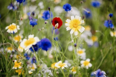 Wildblumen BUND-Garten