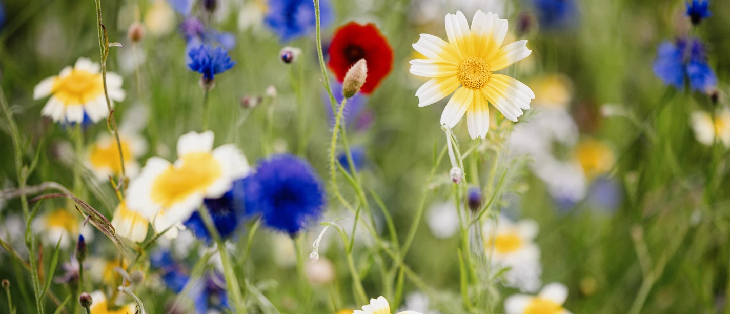Wildblumen BUND-Garten