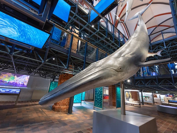 Brydewal-Modell im MEERESMUSEUM (Foto: Anke Neumeister/DMM)