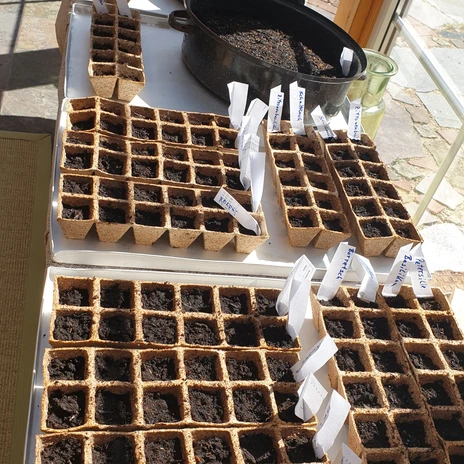 Brackstedter Mühle - Setzlinge für das Hochbeet
