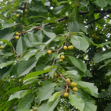 Brackstedter Mühle - Kirschen