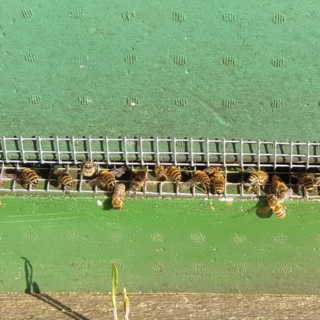 Brackstedter Mühle - Bienen