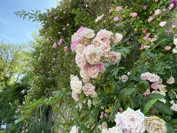 Rosengarten Schloss Spangenberg