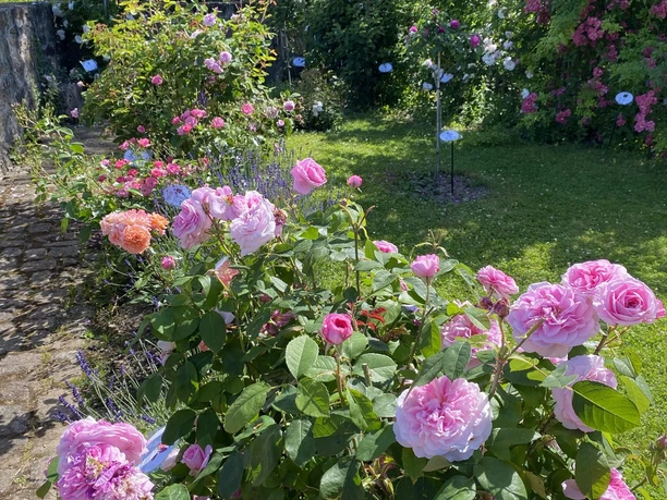 Rosengarten Schloss Spangenberg