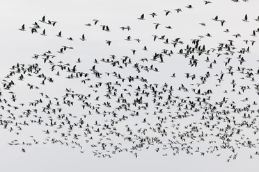 Vogelbeobachtung Rickelsbüller Koog