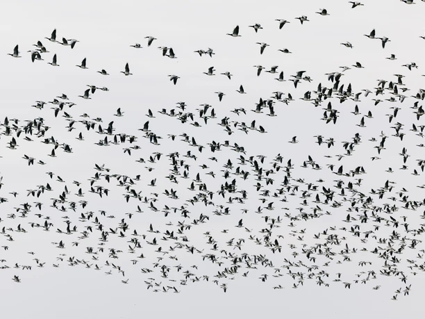 Vogelbeobachtung Rickelsbüller Koog