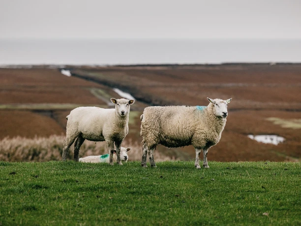 Schafe im Rickelsbüller Koog