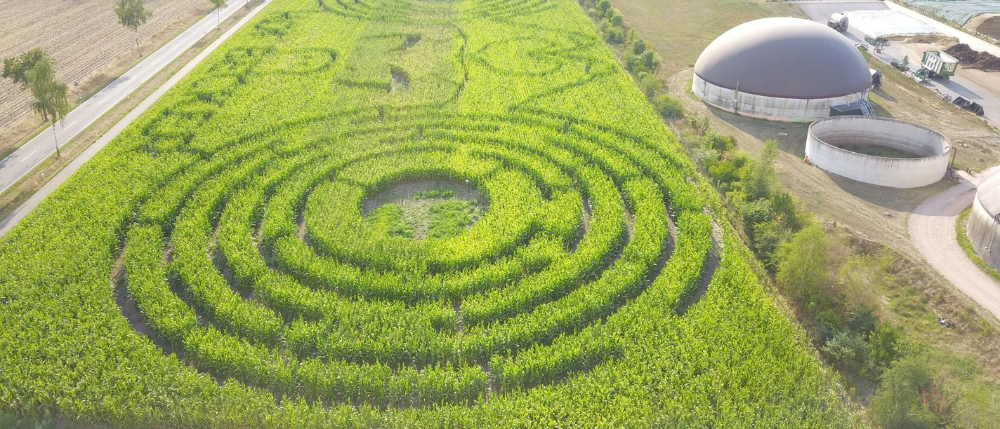 Maislabyrinth Hof Becker Ein weitläufiges Maislabyrinth erstreckt sich in einer geometrischen Form, umgeben von grünen Feldern. Die verschlungenen Pfade formen ein Muster, das aus der Höhe gut erkennbar ist.